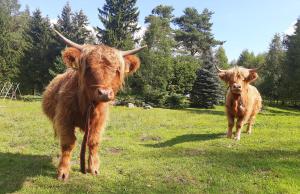 dos vacas marrones de pie en un campo de hierba en Bezkresne- Domy w Sidorach, en Jeleniewo