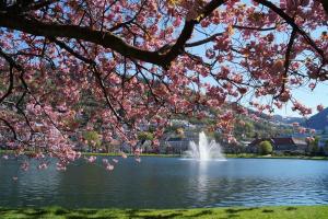 a pond with a fountain and a tree with pink flowers at Cosy apartment with free parking in Bergen