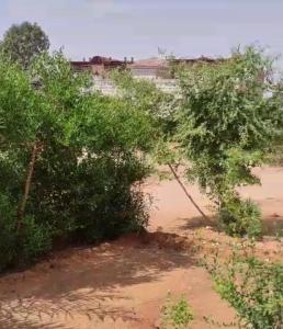 twee bomen in een veld naast een waterlichaam bij Banna House in Abu Simbel