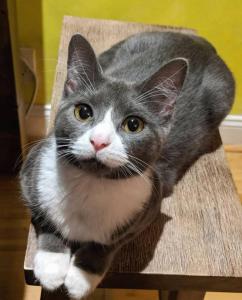 Et eller flere kæledyr der bor med gæster på Cozy Private Room & Bath Central Location LA