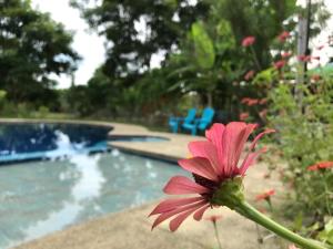 a pink flower in front of a swimming pool at Quinta El Mamey in Río Verde
