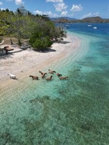 un grupo de animales en el agua en una playa en Gili Asahan Eco Lodge & Restaurant en Gili Asahan