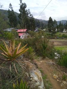 a house in the middle of a field with a plant at casa montañista lodge & camping in Huaraz