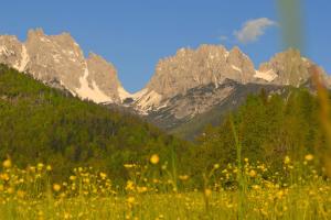 a field of yellow flowers with mountains in the background at Casa Colibrì - Welcome to a Mountain Dream in Forni di Sopra