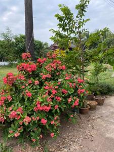 een bos van rode bloemen in een tuin bij Sappermpool Homestay Buengkhonglong 