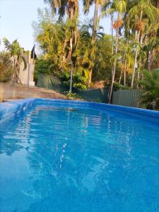 uma grande piscina azul com palmeiras ao fundo em Meigs19 Lodge em Stuart Park