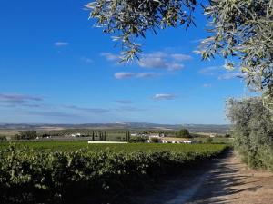 a dirt road next to a field of crops at La Capellania de Alvear in Montilla