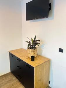 a tv on a wall with a plant on a cabinet at Nowoczesny mały Apartament nr 3 nad jeziorem in Orzysz