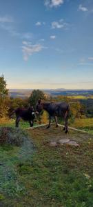 een paard en een koe op een heuvel bij Winzerei Schober in Grubberg