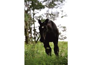 Altri animali domestici presso l'agriturismo o nei dintorni