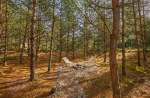 two chairs sitting in the middle of the woods at Forestic Lietuva in Vilionys