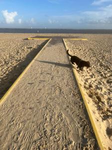 a dog laying in the middle of a beach at Dragonfly Retreat Lowestoft Suffolk in Pakefield