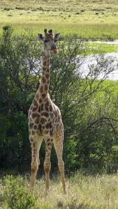 a giraffe standing in a field of tall grass at Goshen Guest Farm in Edenburg