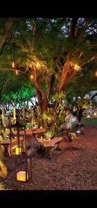 a park with picnic tables and a tree with lights at Casa Cactus Praia in Macau