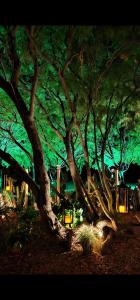 a group of trees at night with green lights at Casa Cactus Praia in Macau