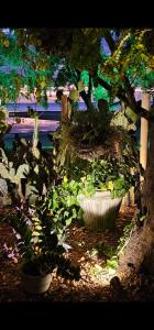 a group of plants in a garden under a tree at Casa Cactus Praia in Macau