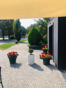Jelcz的住宿－Pensjonat Trzy Stawy，砖砌的庭院上一群盆栽植物