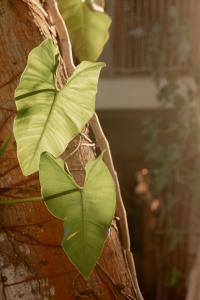 a green leaf on the side of a tree at Villa Mango Jeri in Jericoacoara