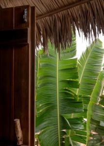 a large green plant is seen through a window at Villa Mango Jeri in Jericoacoara