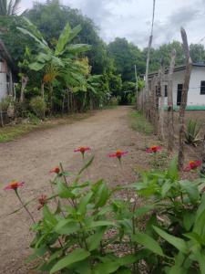 Cabañas OnBeach外面的花园
