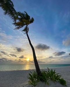 a palm tree on a beach with the sunset at Oceana Inn Maldives in Kudahuvadhoo