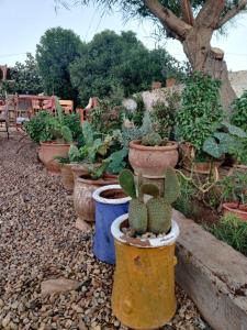 un groupe de plantes en pot dans un jardin dans l'établissement Hippie Chic Room 3, à Sidi Kaouki