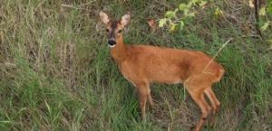 un ciervo parado en un campo de hierba en Agriturismo Villa Alari en Cetona