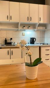 a plant sitting on a table in a kitchen at Center underground studio in Bratislava