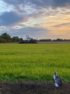 Majutusasutuse HVN10 - Near Antwerp külastajatega peatuv lemmikloom või lemmikloomad