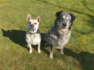 due cani che si siedono uno accanto all'altro sull'erba di Apartment in Villa La Carruba a Rivergaro