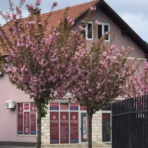 two trees with pink flowers in front of a house at Apartman Poljčić Višegrad in Višegrad