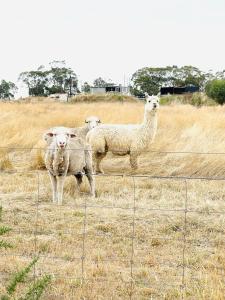 three sheep standing in a field behind a fence at Ross Creek farm Stay 