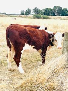 a brown and white cow standing in a field at Ross Creek farm Stay in Ross Creek
