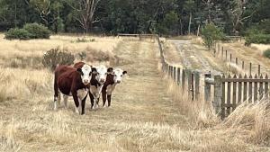 two cows walking in a field next to a fence at Ross Creek farm Stay 