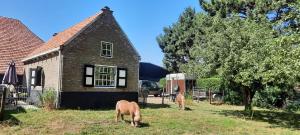 twee paarden die voor een huis grazen bij Mariahoeve in Rilland