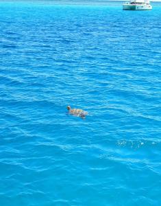 un canard nageant dans une grande masse d'eau dans l'établissement TIVA Catamaran MOOREA, à Moorea