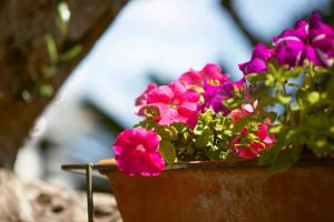 a potted plant with pink flowers in it at Holiday Home Cosimo in Locorotondo