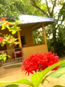 un fiore rosso di fronte a una casa di Yapahuwa Relax Stay a Yapahuwa