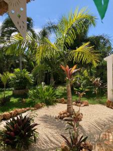 a garden with a palm tree and some plants at GREEN PARADISE LEONA VICARIO in Leona Vicario