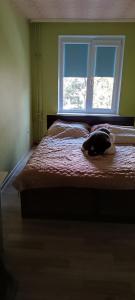 um gato deitado numa cama num quarto com uma janela em Trumpalaikė nuoma em Elektrėnai