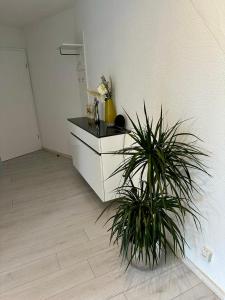 a room with a counter and a potted plant at flexible, schöne und gut aussehende Feriensuite (für Stadtliebhaber, Shopper, Naturliebhaber und Entspannungssuchende) in Reutlingen