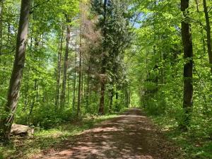 a dirt road in the middle of a forest at flexible, schöne und gut aussehende Feriensuite (für Stadtliebhaber, Shopper, Naturliebhaber und Entspannungssuchende) in Reutlingen