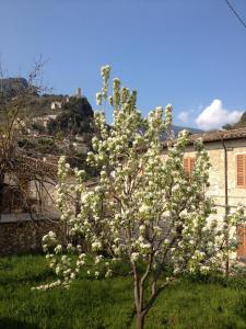 a tree with white flowers in front of a building at Il Borgo Agriturismo in Ferentillo
