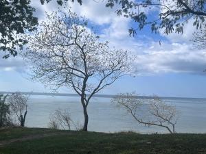 a tree on a hill near the water at Maweni CoralBay Beach Villa in Kilindoni