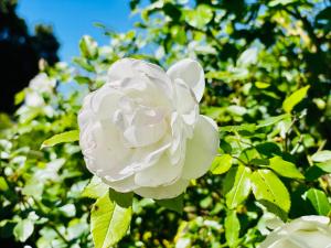 Gallery image of Yarra Gem in Yarra Glen +55 photos