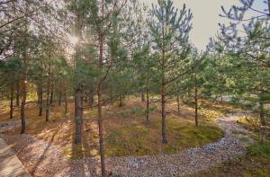 an overhead view of a forest with trees at Forestic Lietuva in Vilionys