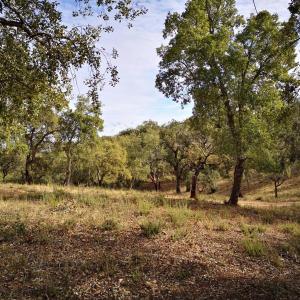 um campo de relva com árvores ao fundo em Buhardilla Rustica Jabugo em Jabugo