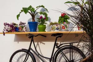 a wooden shelf with potted plants and a bike on it at Los-Barquitos in Torrox