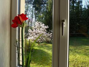 a vase with a red flower in a window at Ferienwohnung Villa am Haussee in Feldberg