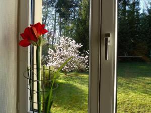 un jarrón con una flor roja en una ventana en Ferienwohnung Villa am Haussee, en Feldberg